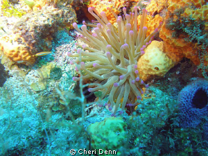 Nature's beauty by Cheri Denn 